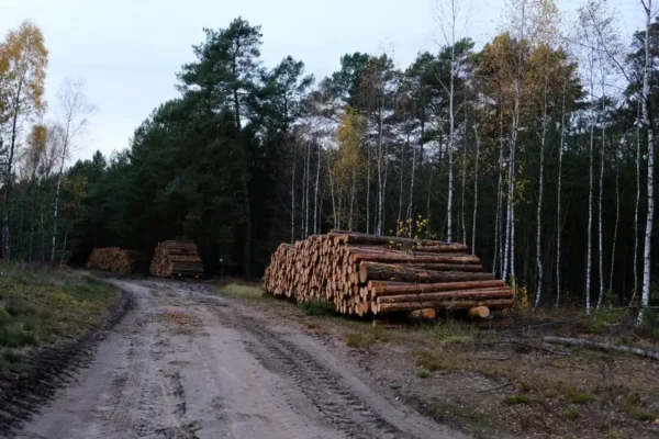 Nadleśnictwo Oborniki pionierem Lasu Modelowego w Polsce