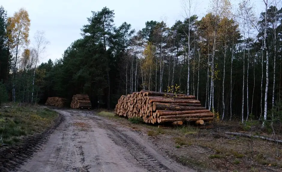 Nadleśnictwo Oborniki pionierem Lasu Modelowego w Polsce