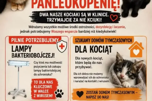 Schronisko Azorek apeluje o pomoc: domy tymczasowe i lampy bakteriobójcze
