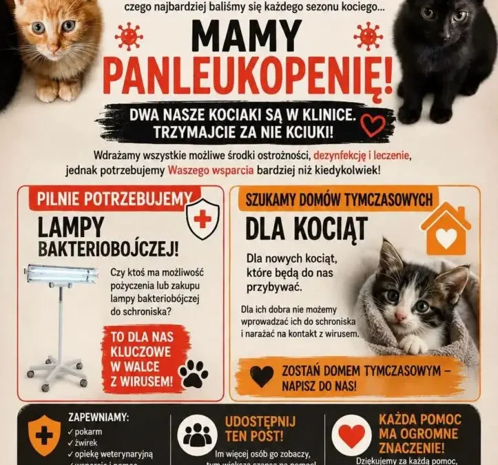 Schronisko Azorek apeluje o pomoc: domy tymczasowe i lampy bakteriobójcze